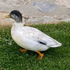 call ducks