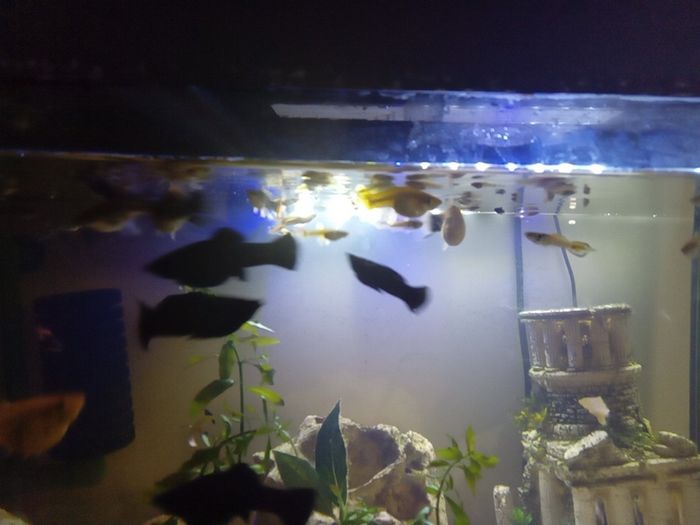 female guppies for adoption