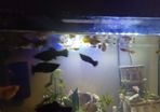 female guppies for adoption