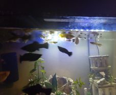 female guppies for adoption