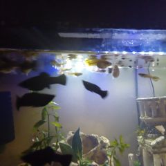 female guppies for adoption