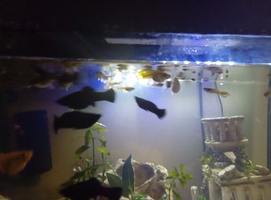 female guppies for adoption