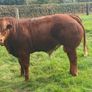 hybrid weanling bulls x PBR limousin cows Image 4