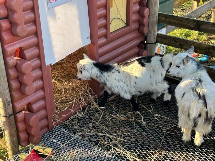 Pet Poly Pygmy Goats