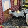Pet Poly Pygmy Goats Image 6