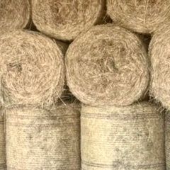 Hay