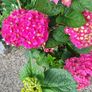 Garden Plants - mixed Image 5