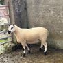 Smashing pb nr Kerry hill ram Image 5