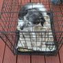 Dog Crate (medium size dog) Image 2