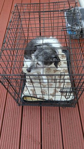 Dog Crate (medium size dog)