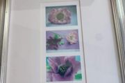 Framed Purple Poppy  images,  in square prints