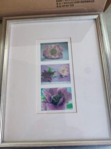 Framed Purple Poppy  images,  in square prints