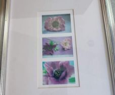 Framed Purple Poppy  images,  in square prints