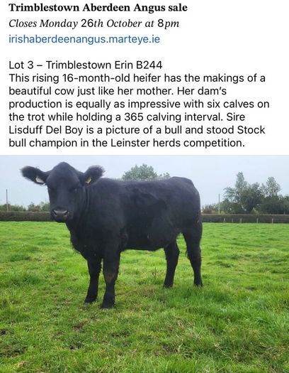 3 select Aberdeen Angus bulls & 2 choice heifers