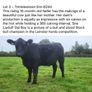 2 select Aberdeen Angus bulls & 2 choice heifers Image 8