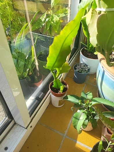 Beautiful Epiphyllum collectible rare cactus. Cuttings or young plant