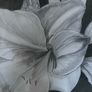 Large Original Framed Pencil / Graphite Drawing Image 9