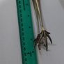 Silver tongs Image 9