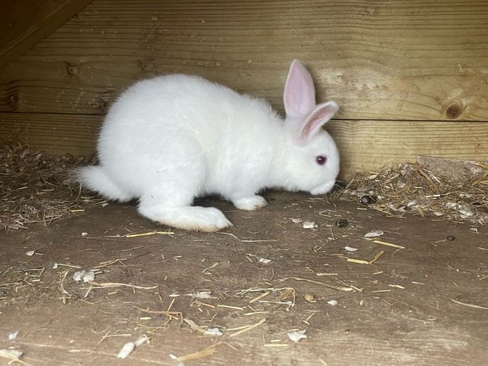 rabbits