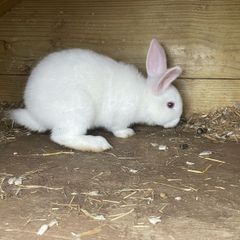 rabbits