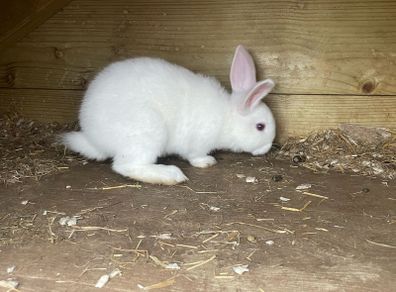 rabbits