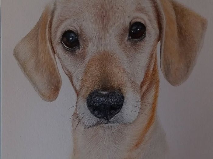 pet