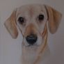 pet Image 6
