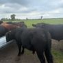 Pedigree Angus bulls and heifers Image 4