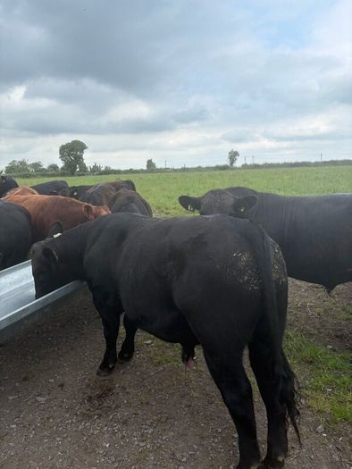 Pedigree Angus bulls and heifers