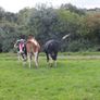 3 Pedigree registered maiden Heifers Image 2