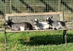 Pure Bred Pygmy Female kids