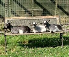 Pure Bred Pygmy Female kids