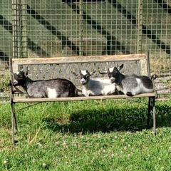 Pure Bred Pygmy Female kids