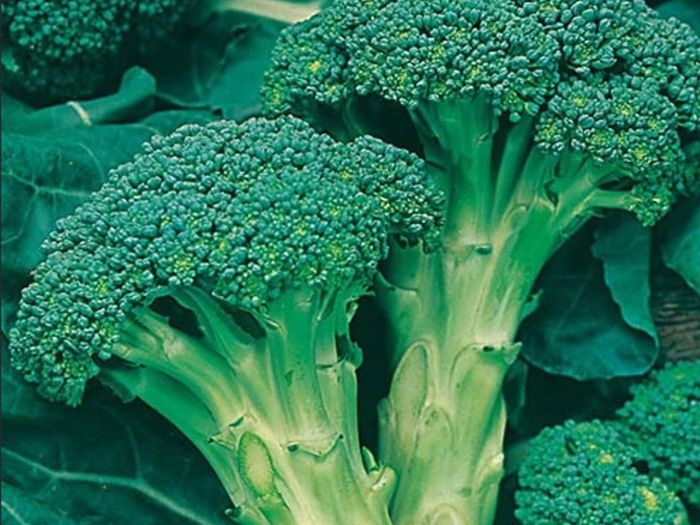Broccoli Autumn Calabrese Seeds