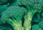 Broccoli Autumn Calabrese Seeds