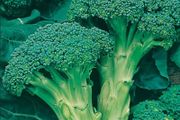 Broccoli Autumn Calabrese Seeds