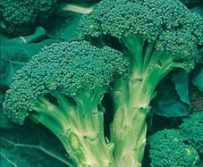Broccoli Autumn Calabrese Seeds