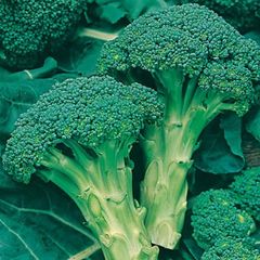 Broccoli Autumn Calabrese Seeds