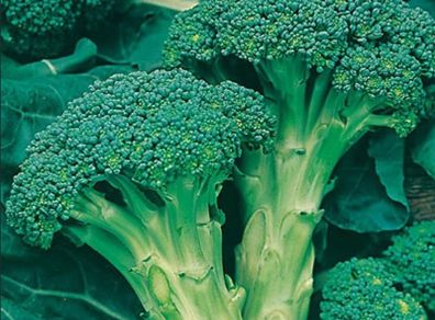 Broccoli Autumn Calabrese Seeds