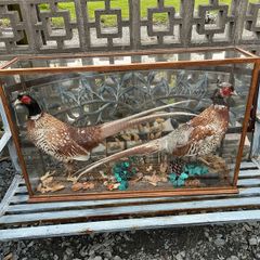 Taxidermy