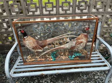 Taxidermy