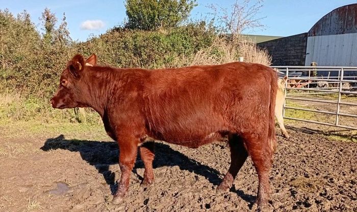 Shorthorn heifers
