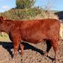 Shorthorn heifers Image 10