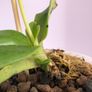 Paphiopedilum emersonii Image 3