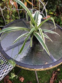 plant.  spider plant