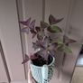 house plants 8euro eaxh Image 6