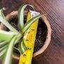 Spider plant pups house plant Image 3