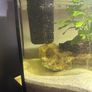 60lt fish tank with loads of extras Image 8