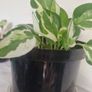 flowers Epipremnum aureum N Joy Image 2