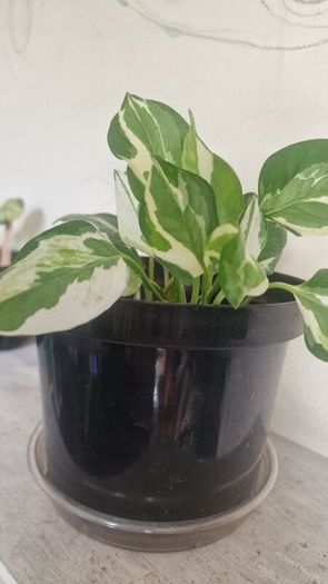 flowers Epipremnum aureum N Joy